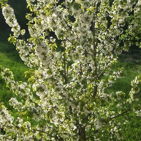 Antonia & Arian * Roc